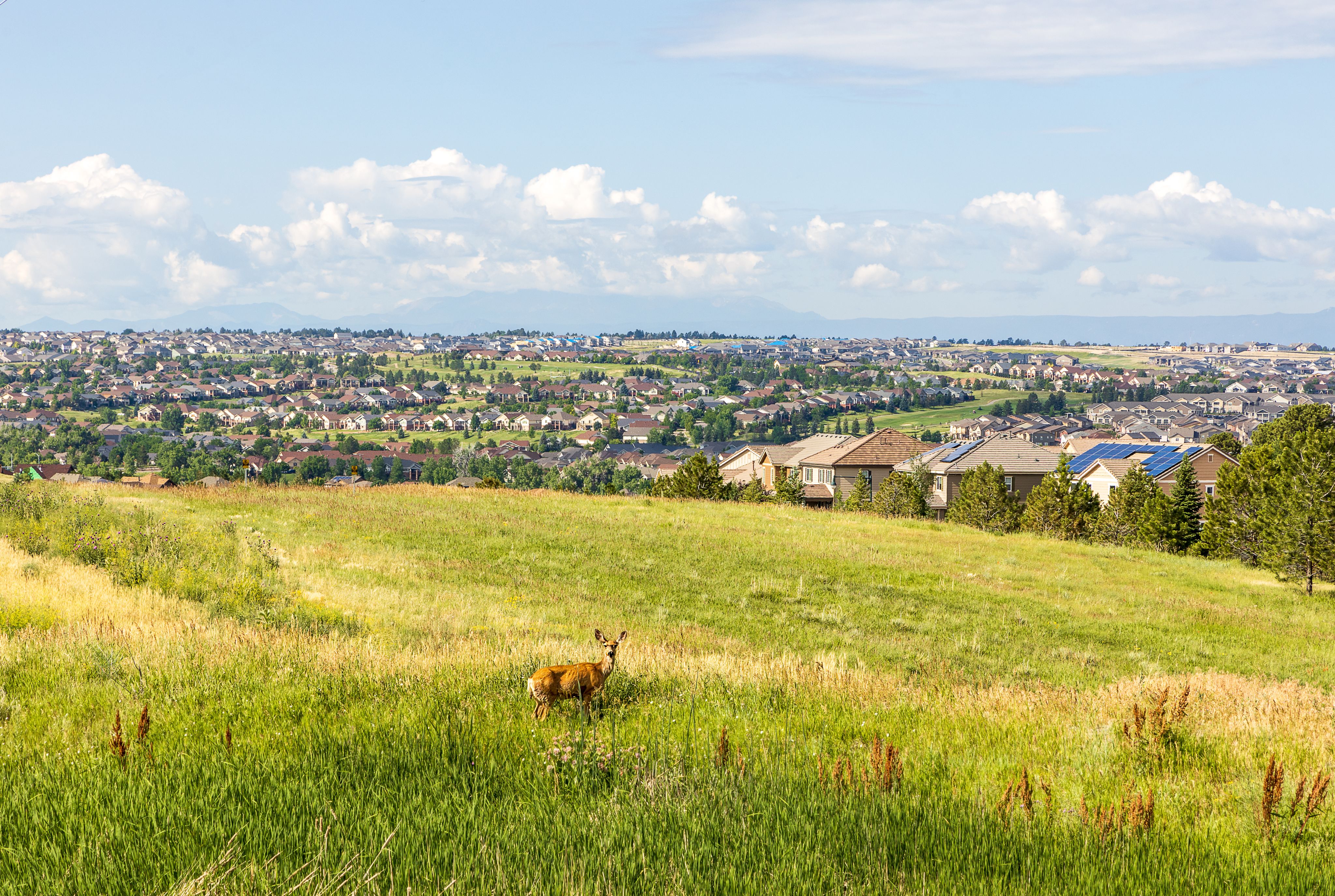 image of a deer in a open field with a housing community in the distance
